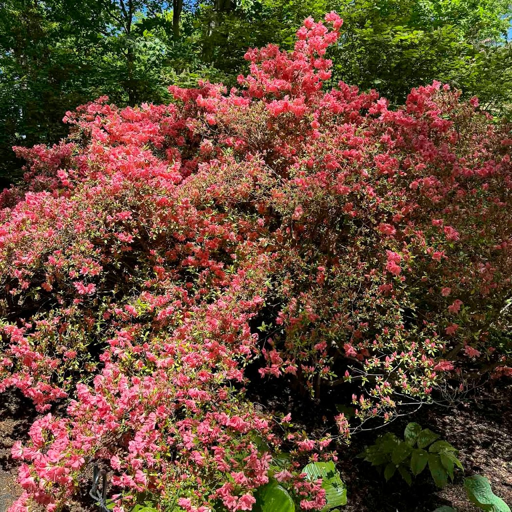 Azalea Garden 3