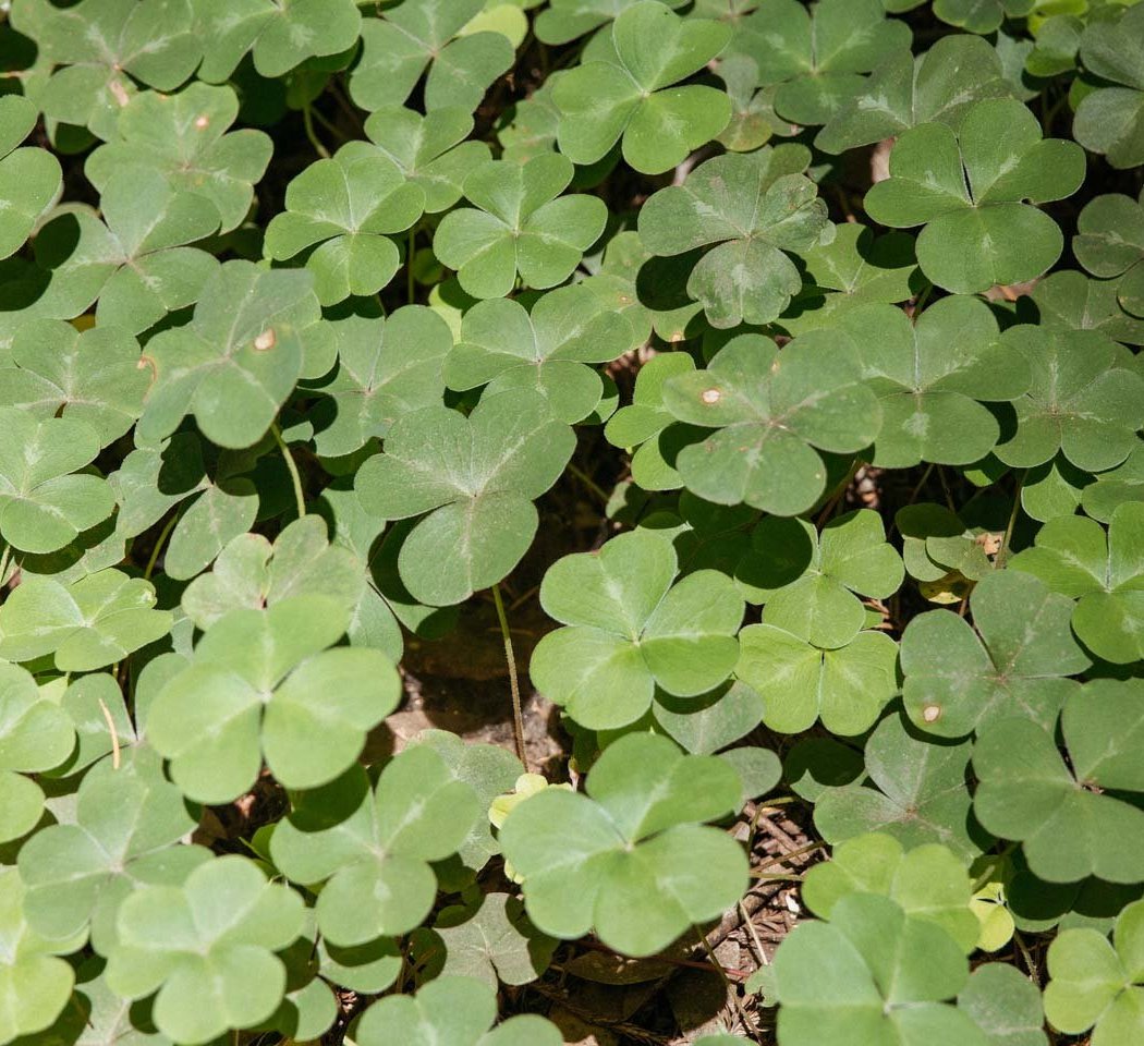 Guided Plant Walk 2