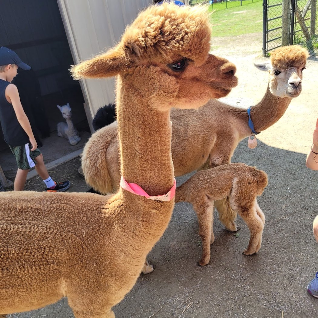 Majestic Meadows Alpacas & Boutique 5