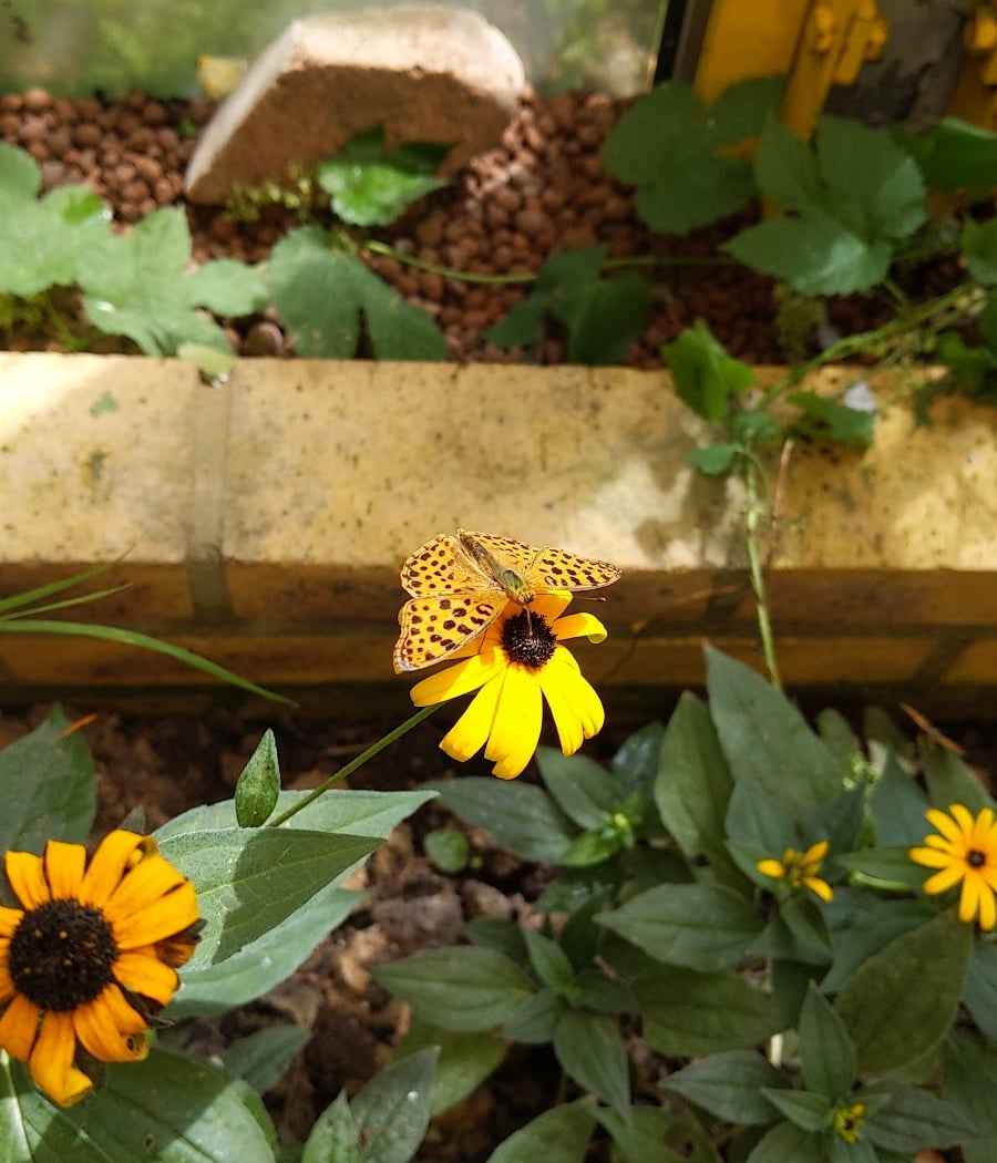 Jardin Des Papillons - Parc Floral de Paris 2