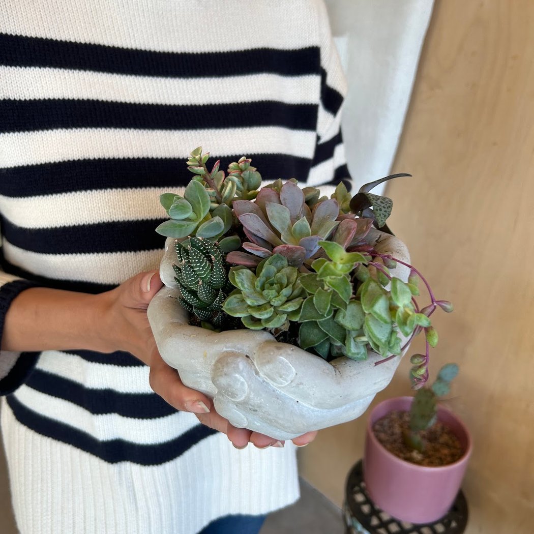 Succulent workshop 1