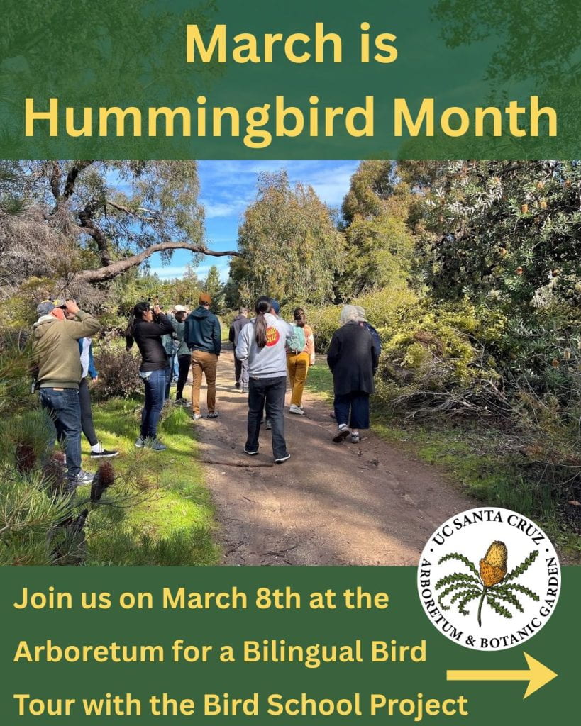 Hummingbird Month Bird Walk 1