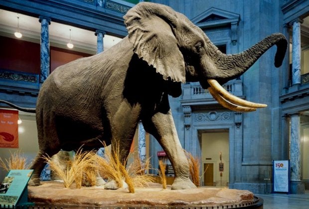 Smithsonian National Museum of Natural History 1