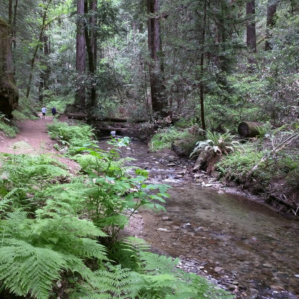 Fall Creek Unit | Henry Cowell Redwoods State Park 2
