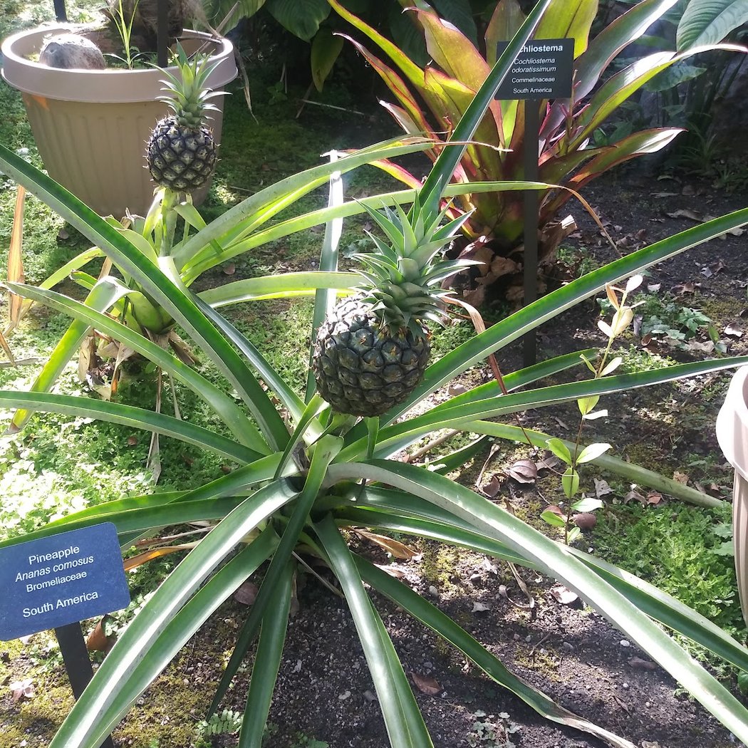 Kitchen Favorites Plant Sale 1