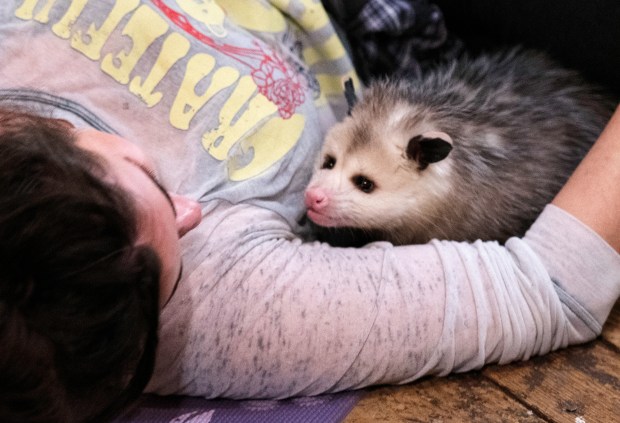 Poses With 'Possums: Opossum Yoga 2