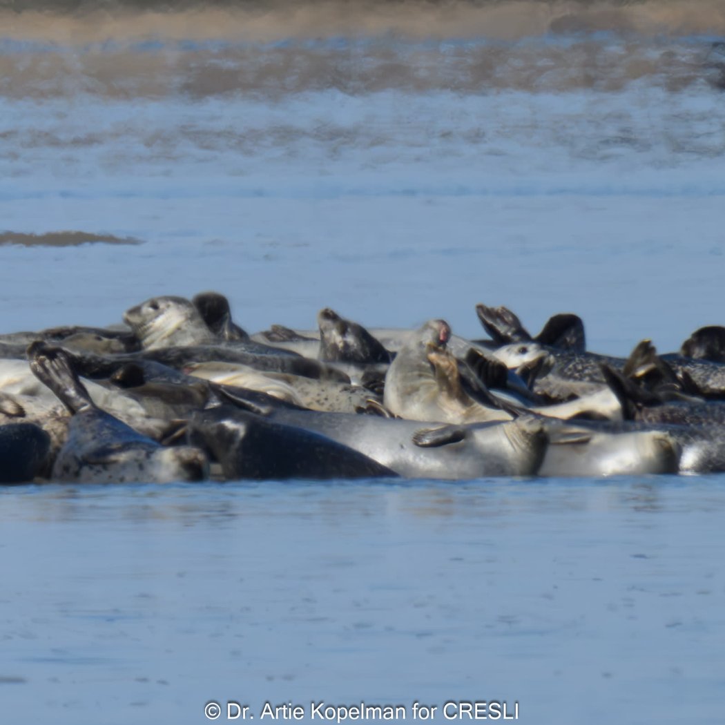 CRESLI Seal Walks 1