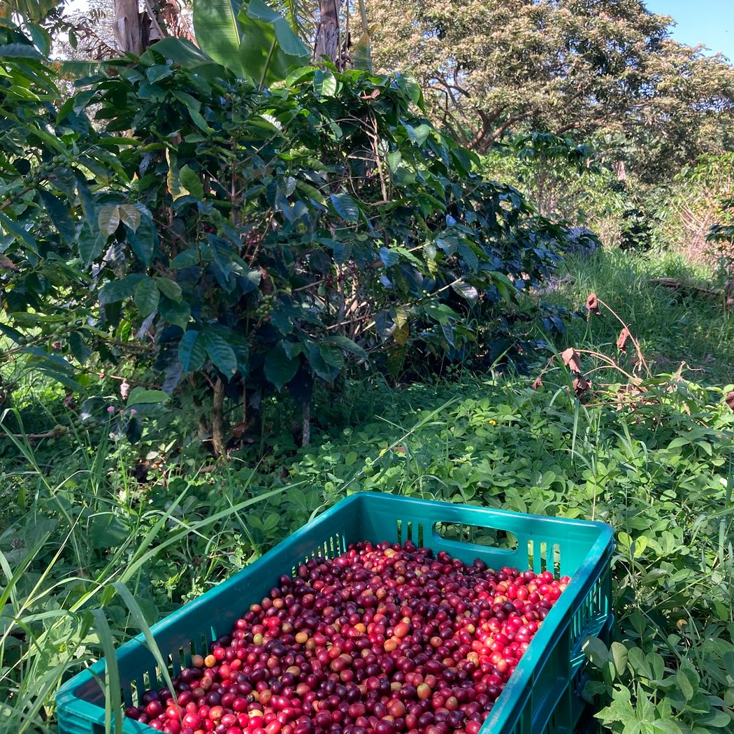 Flor de Damas Coffee 1