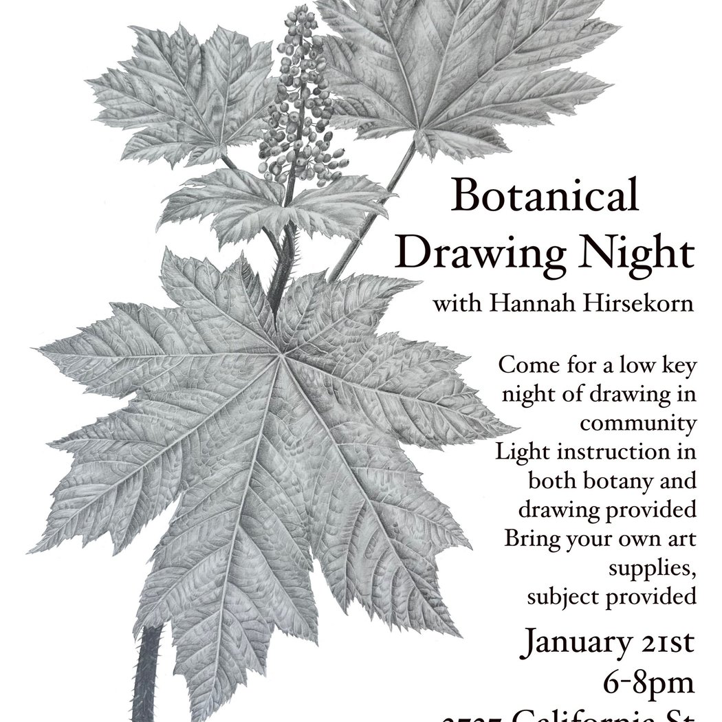 Botanical Drawing Night 1