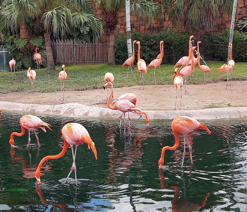 Zoo Miami 2