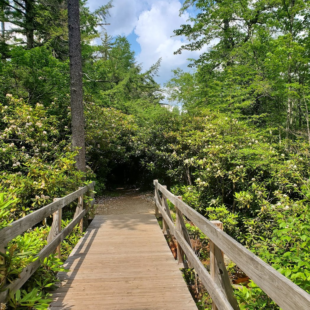 Rhododendron State Park 3