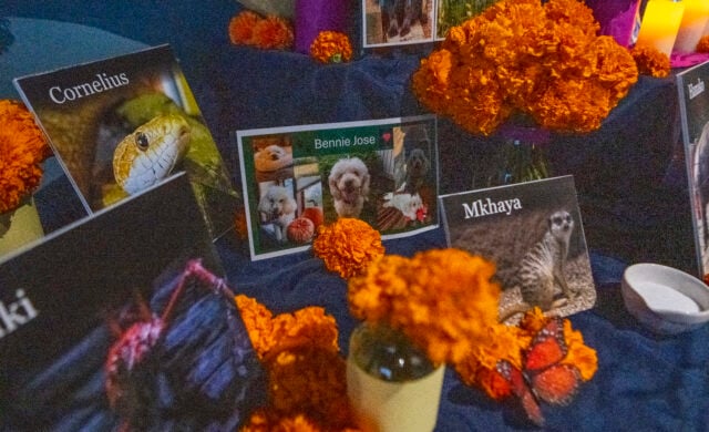 Ofrenda 3