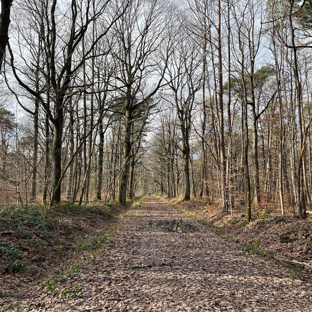 Forêt de Dourdan 2