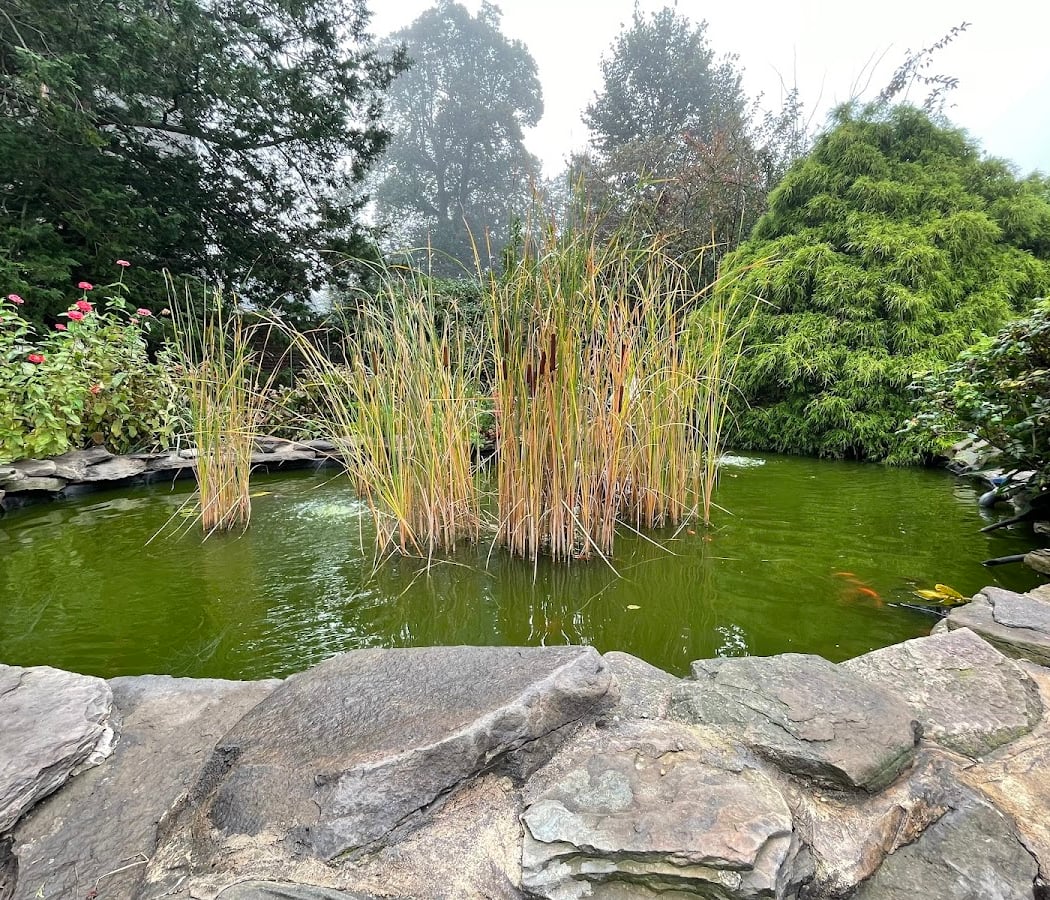 Forest Bathing & Dreamscapes 2