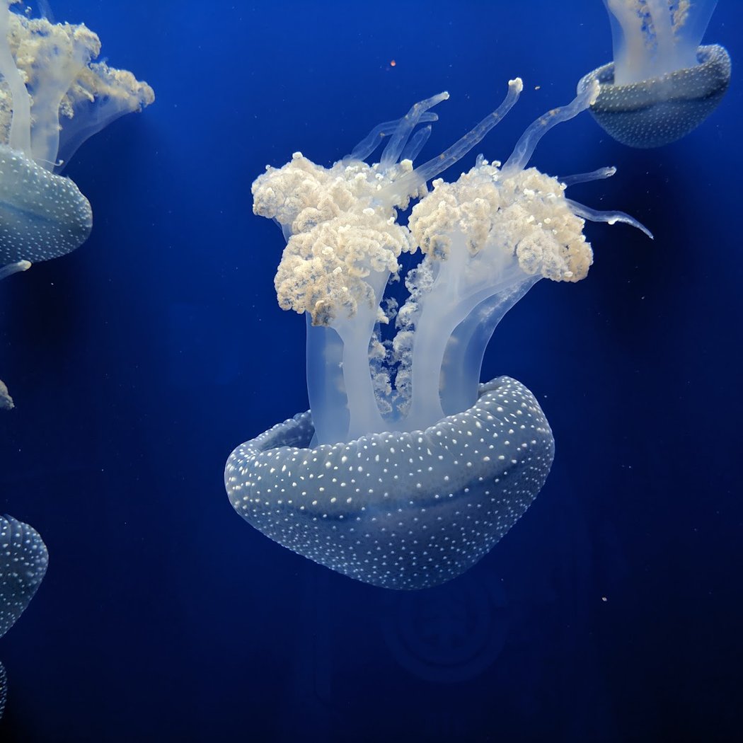 Explore the Acuario de Sevilla 3