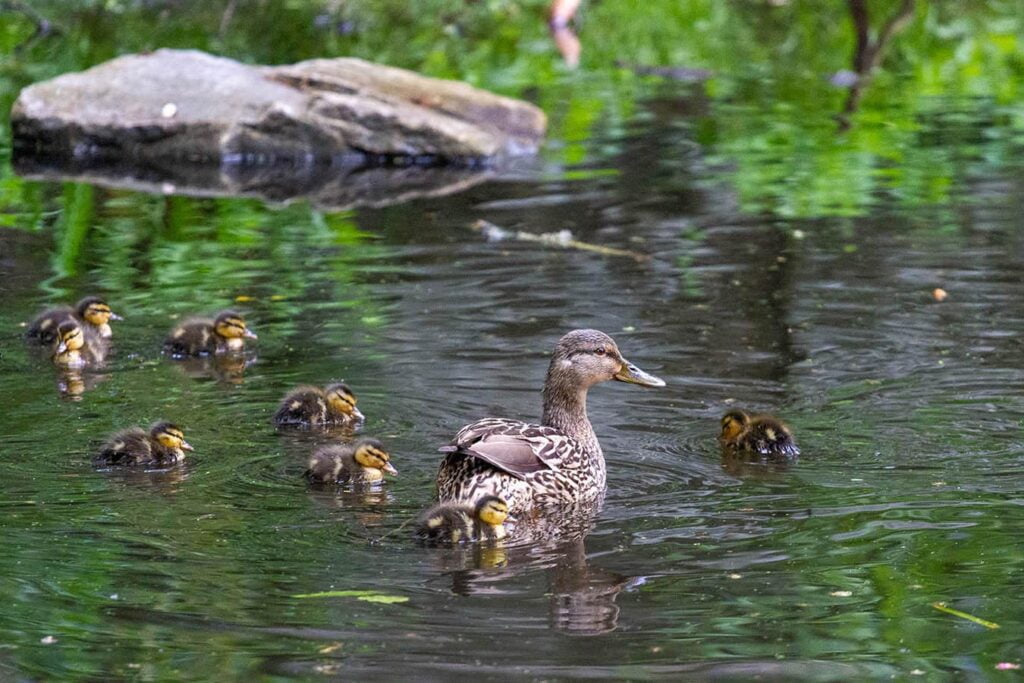 Balade nature sur les chants d’oiseaux 3