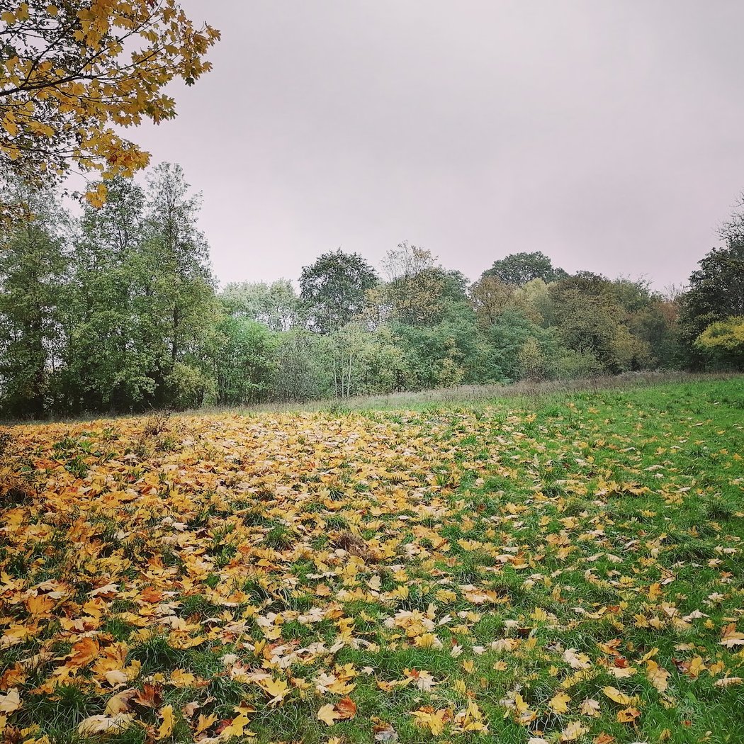 Parc forestier de la Mare Adam 1