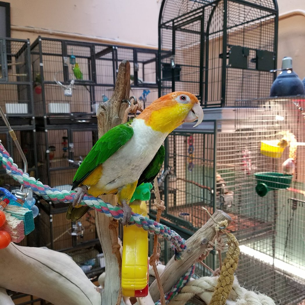 The Animal Company 1