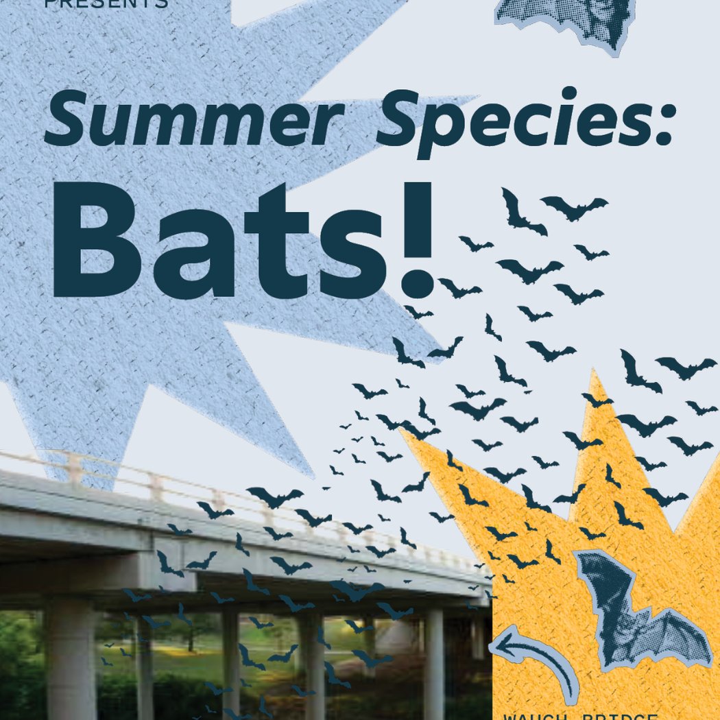 Bat Chats with the Houston Area Bat Team 3