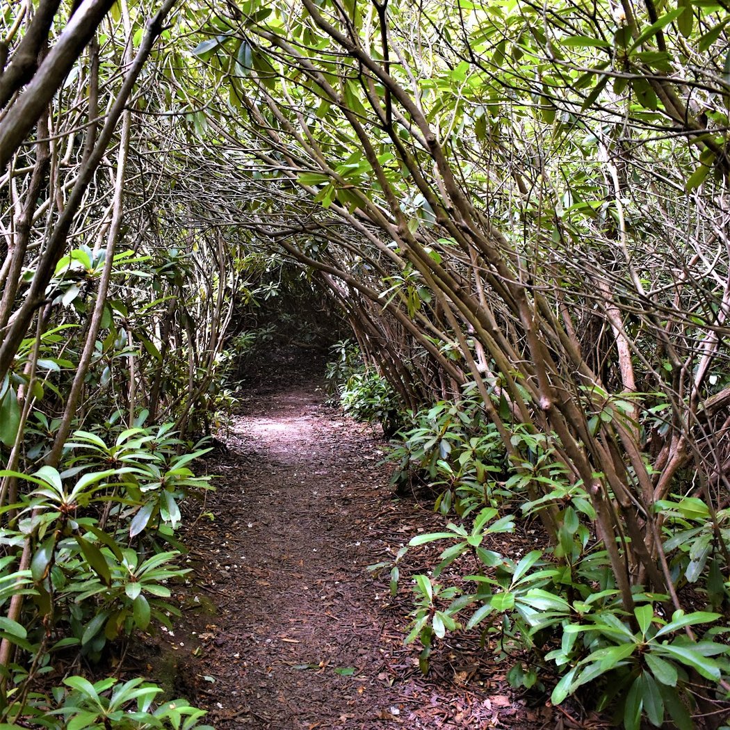 Rhododendron State Park 1