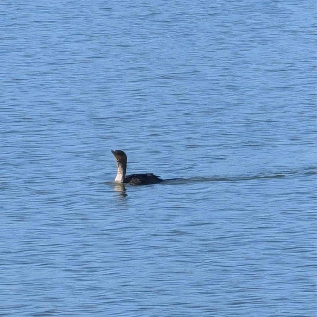 Seal Slough 3