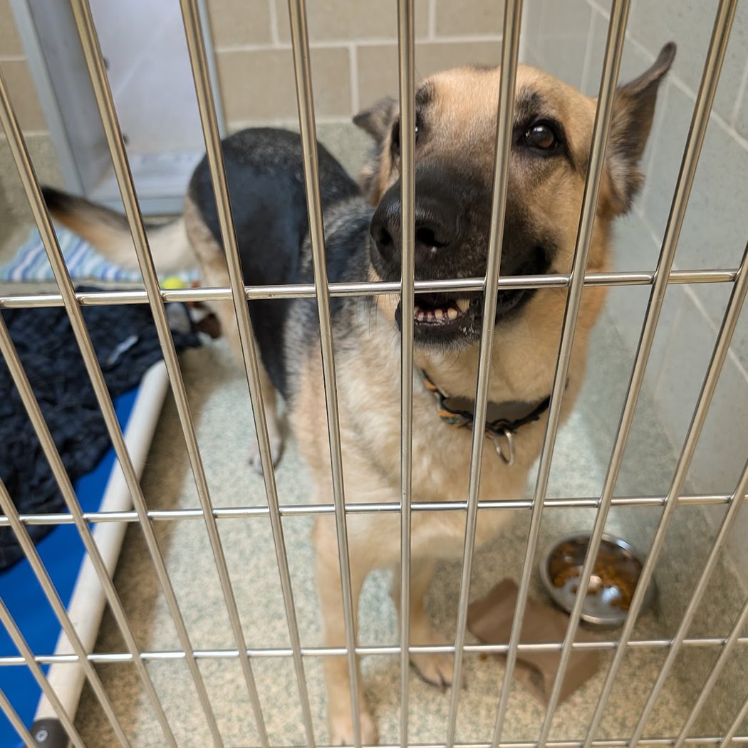 Humane Society of Huron Valley 2