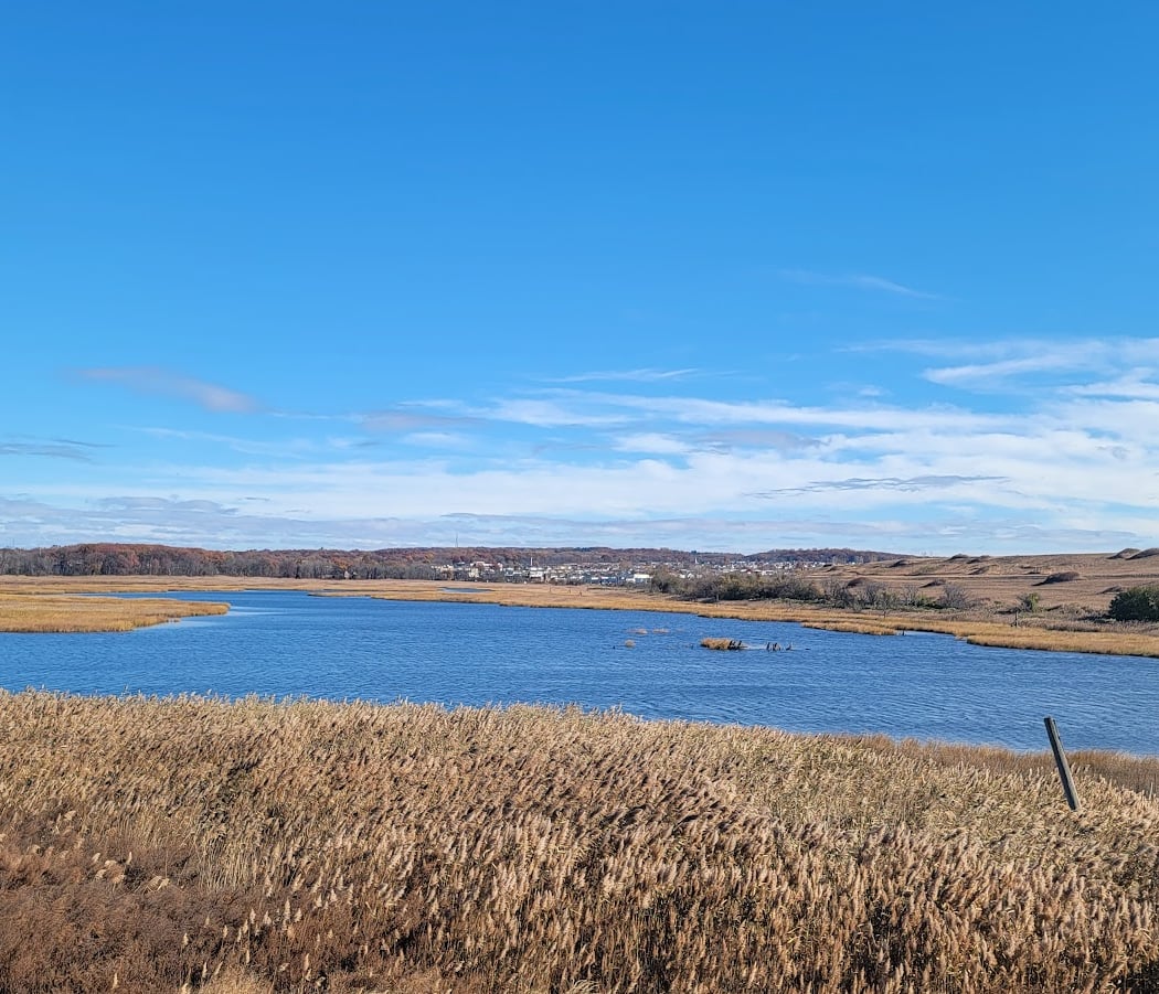Freshkills Park 3