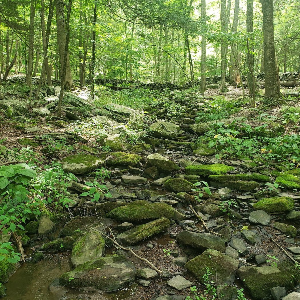Mianus River Gorge Preserve 4