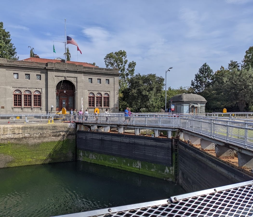 Salmon Viewing at the Ballard Locks 3