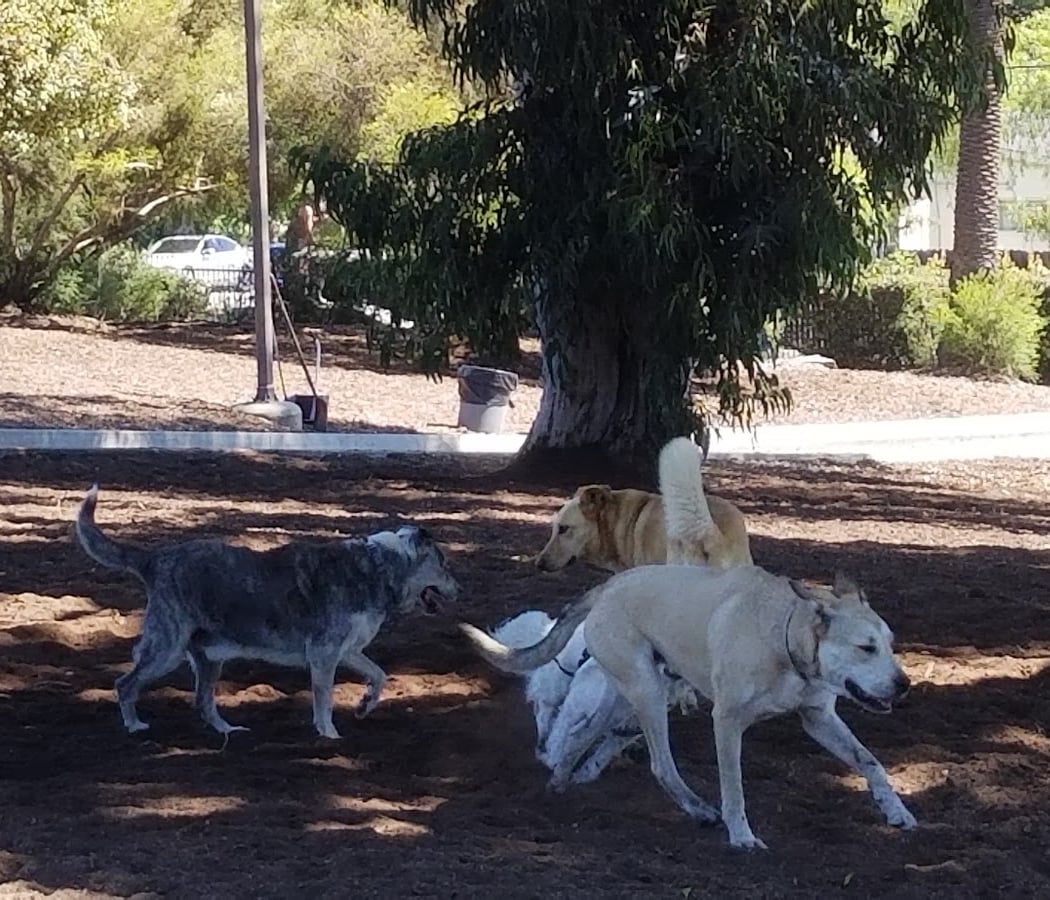 Herb Katz Dog Park 2