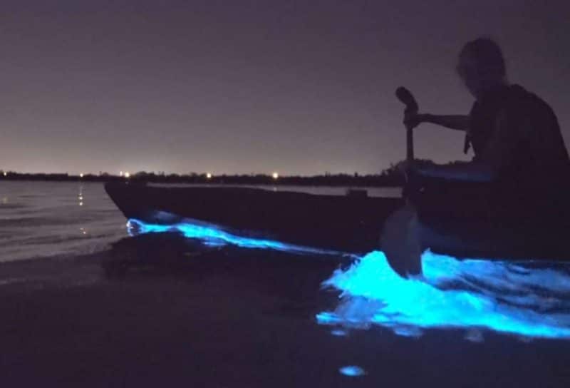 BK Adventure Florida - Bioluminescence Tours 2