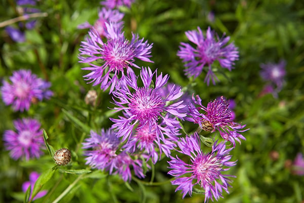 Waterloo Recreation Area: Spotted Knapweed Workday 4