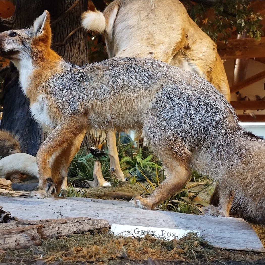 Animal Encounters 3