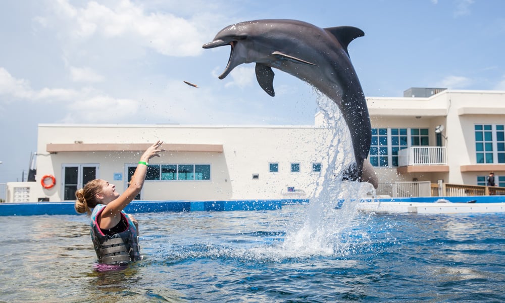 Dolphin Encounter at Marineland 1