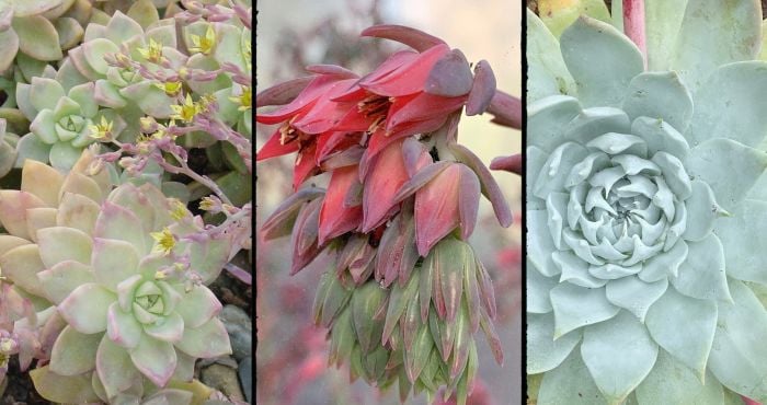 Dry Garden Botany Series - Crassulaceae (New World) 1