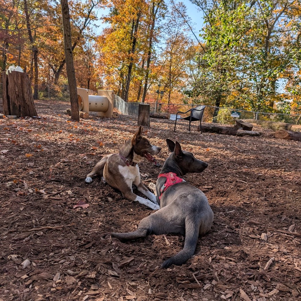 Ossining Dog Park 1