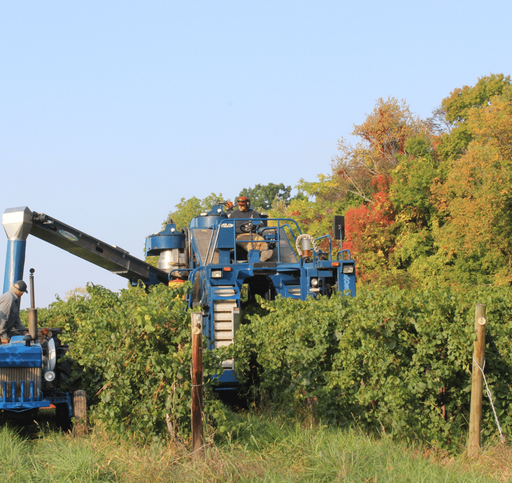 Cayuga Lake Wine Trail 4
