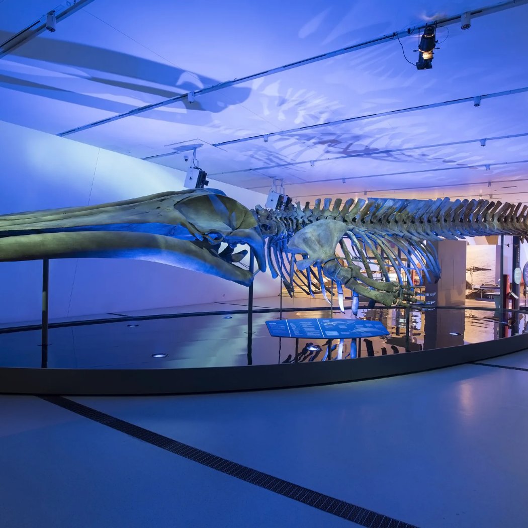 The Blue Whale Story 2