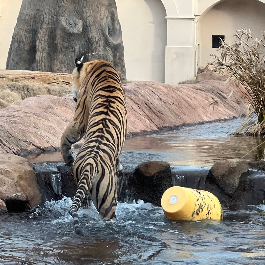 Mike the Tiger's Habitat 3