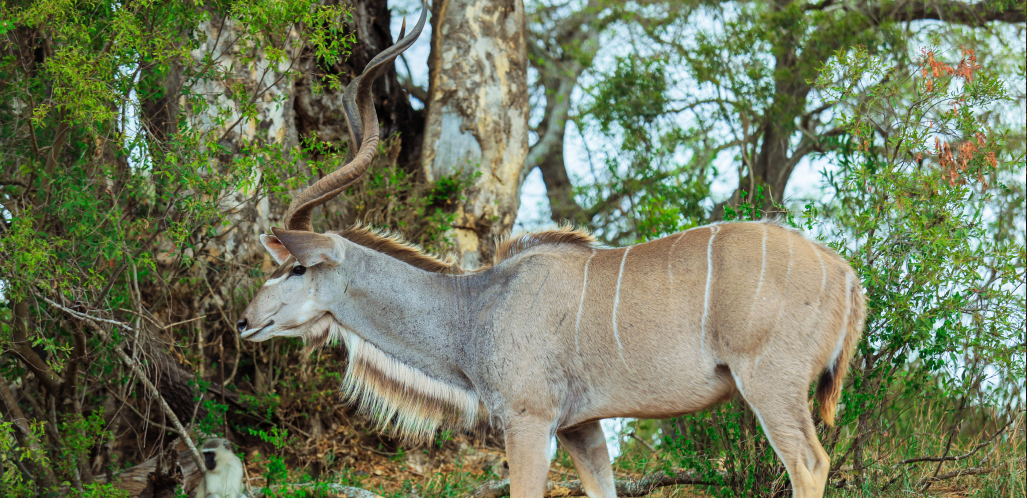 Sky Unlimited Premium Game Drive 3