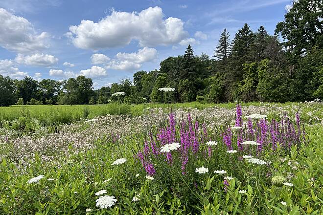 Matthaei Botanical Gardens 4