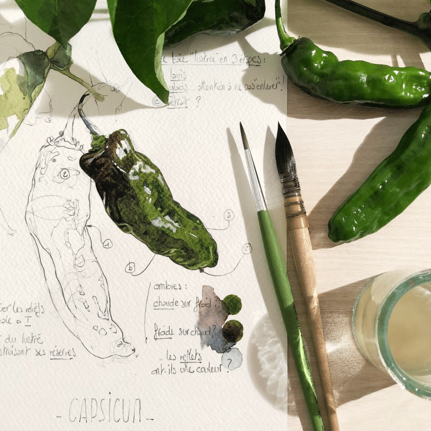 Atelier d'illustration botanique 1