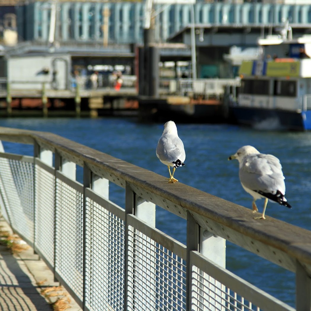 East River Esplanade. 1