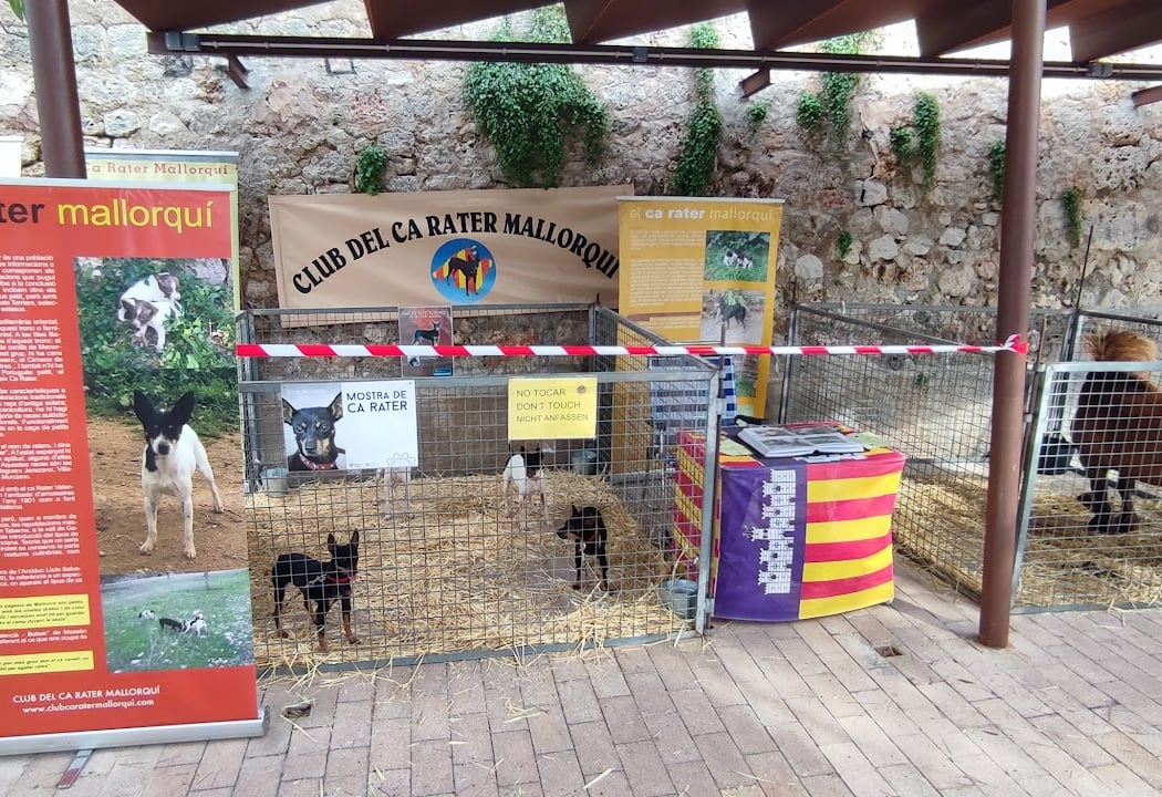 Feria de Sant Tomàs 2