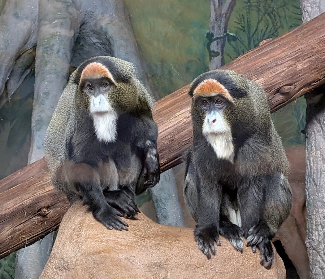 Capron Park Zoo 1