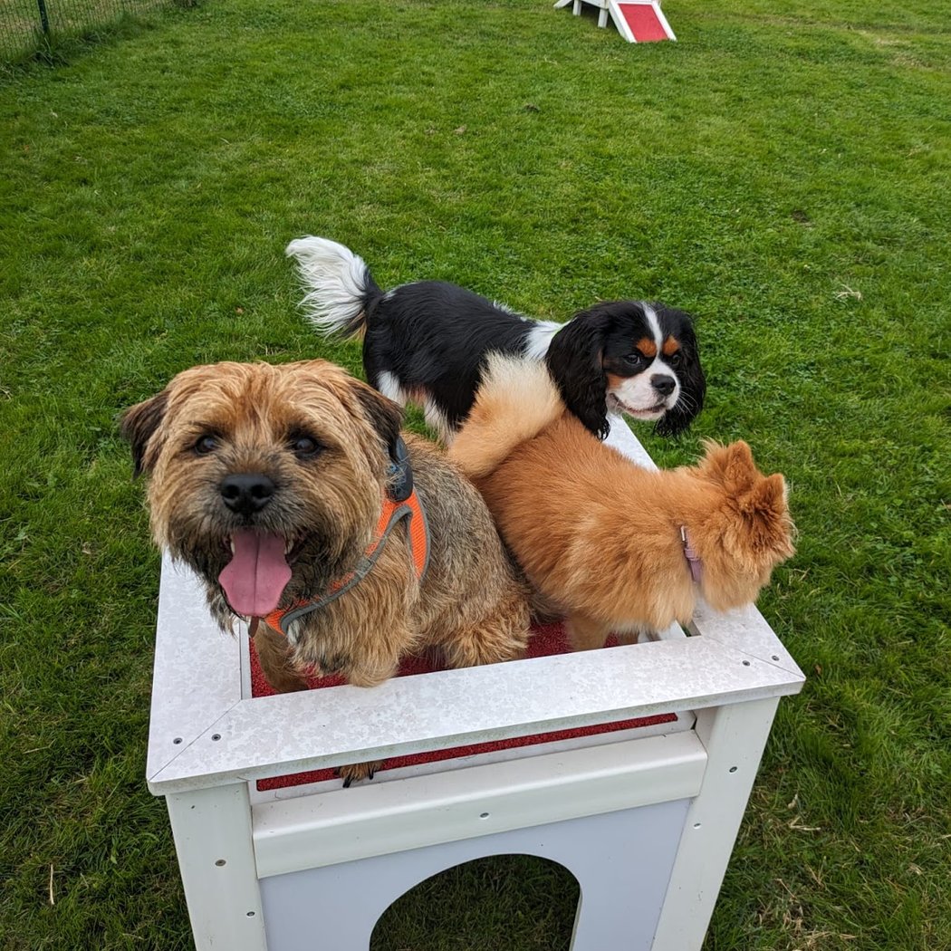 Doggy Park Loisirs Canin 3