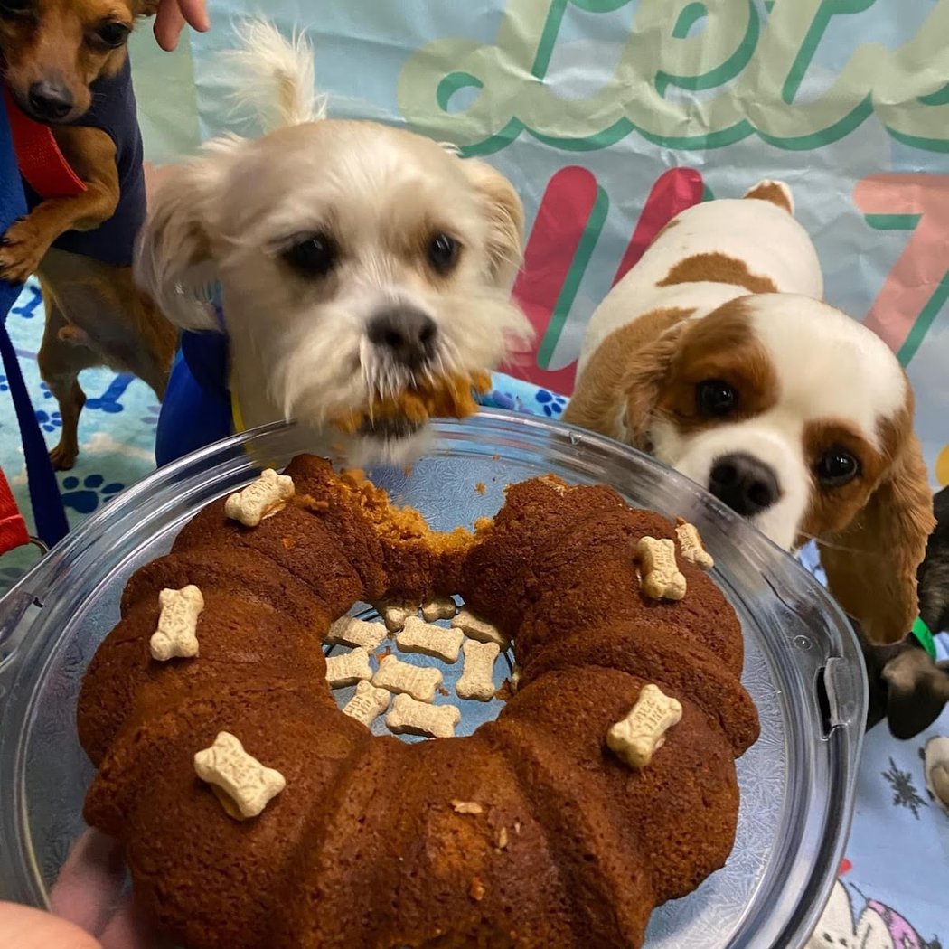 Jurassic Bark Halloween Party
