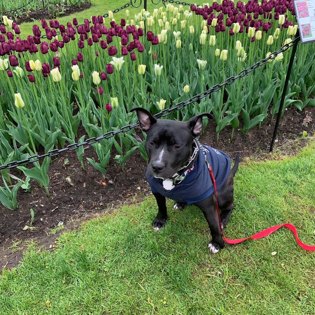 Albany Tulip Festival 1