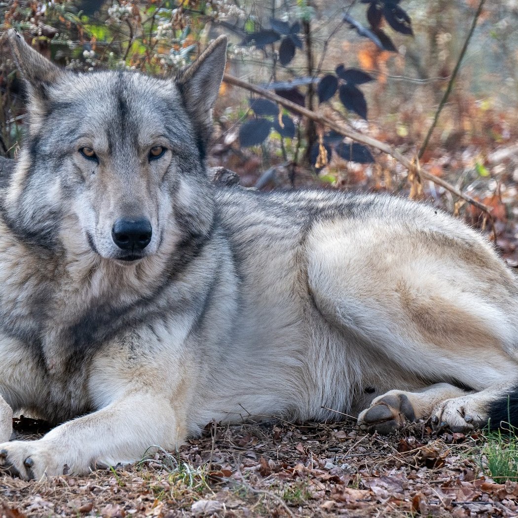 Wolf Sanctuary of PA 1