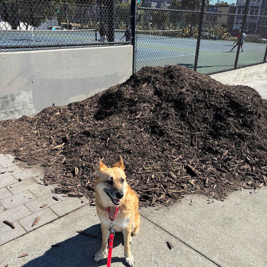 Mission Dolores Dog Play Area North 1